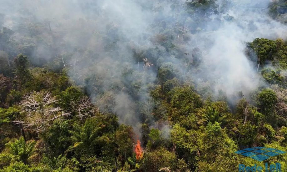 Leia mais sobre o artigo Cobertura florestal mundial perde 3,7 milhões de hectares em 2023