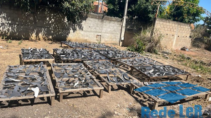 Leia mais sobre o artigo Piúma: Ibama apreende 500 kg de barbatanas de tubarão em operação contra pesca ilegal em Piúma