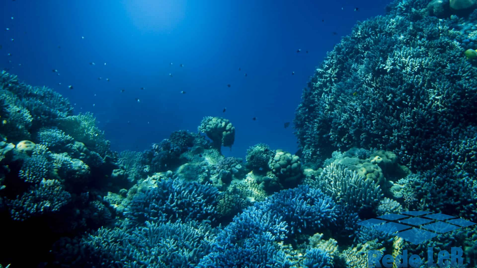 Leia mais sobre o artigo Mudanças climáticas: quase metade dos corais corre risco de extinção