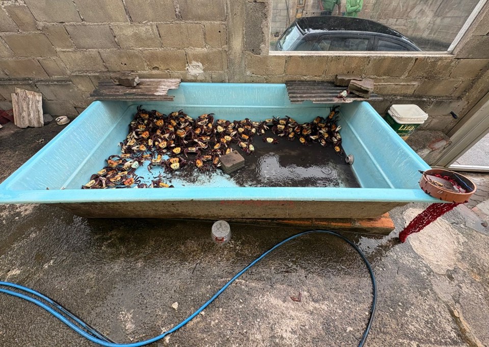 PCES cumpre mandado por tentativa de homicídio em Anchieta e flagra crime ambiental durante buscas