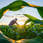 Crédito rural para agricultura familiar cresce R$ 235 milhões no Espírito Santo e supera R$ 2,36 bilhões
